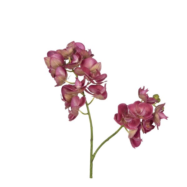 Phalaenopsis Orchid 65 cm 25-0055 Purple