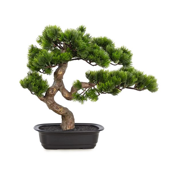 Pine Bonsai 40 cm 390-970 