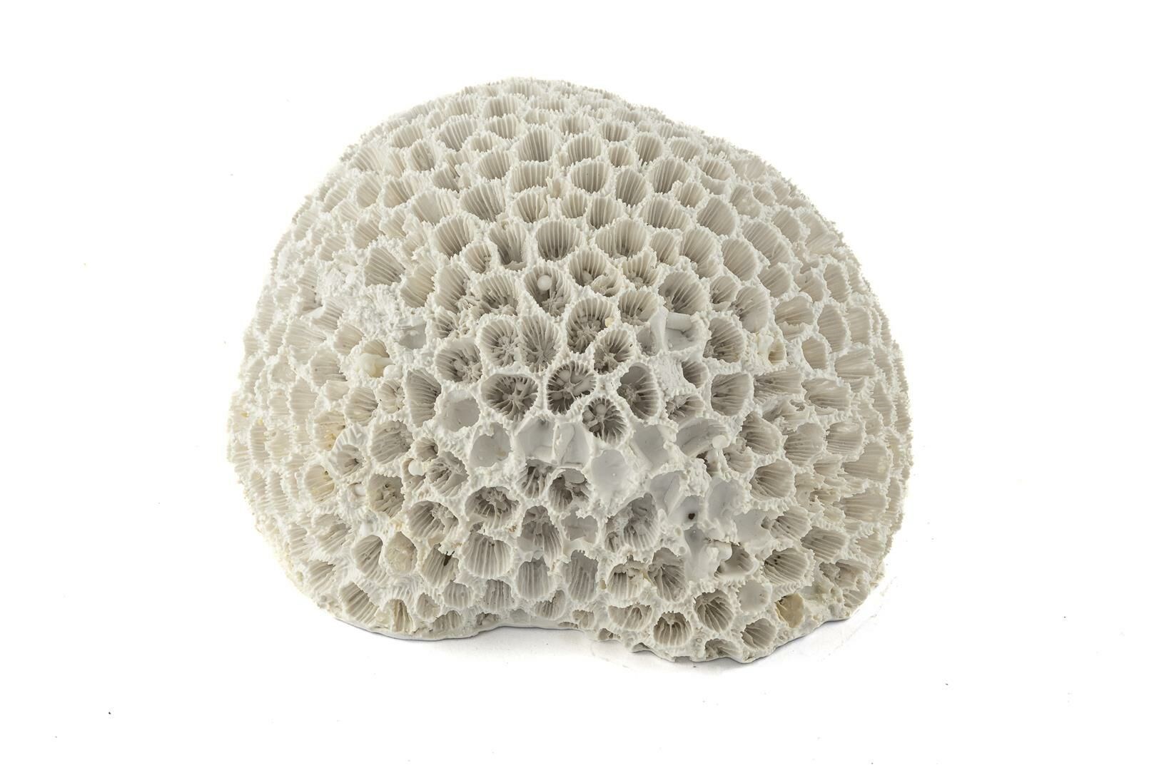 Beyaz Mercan Resin Obje 15*13*9 cm P356.370060 