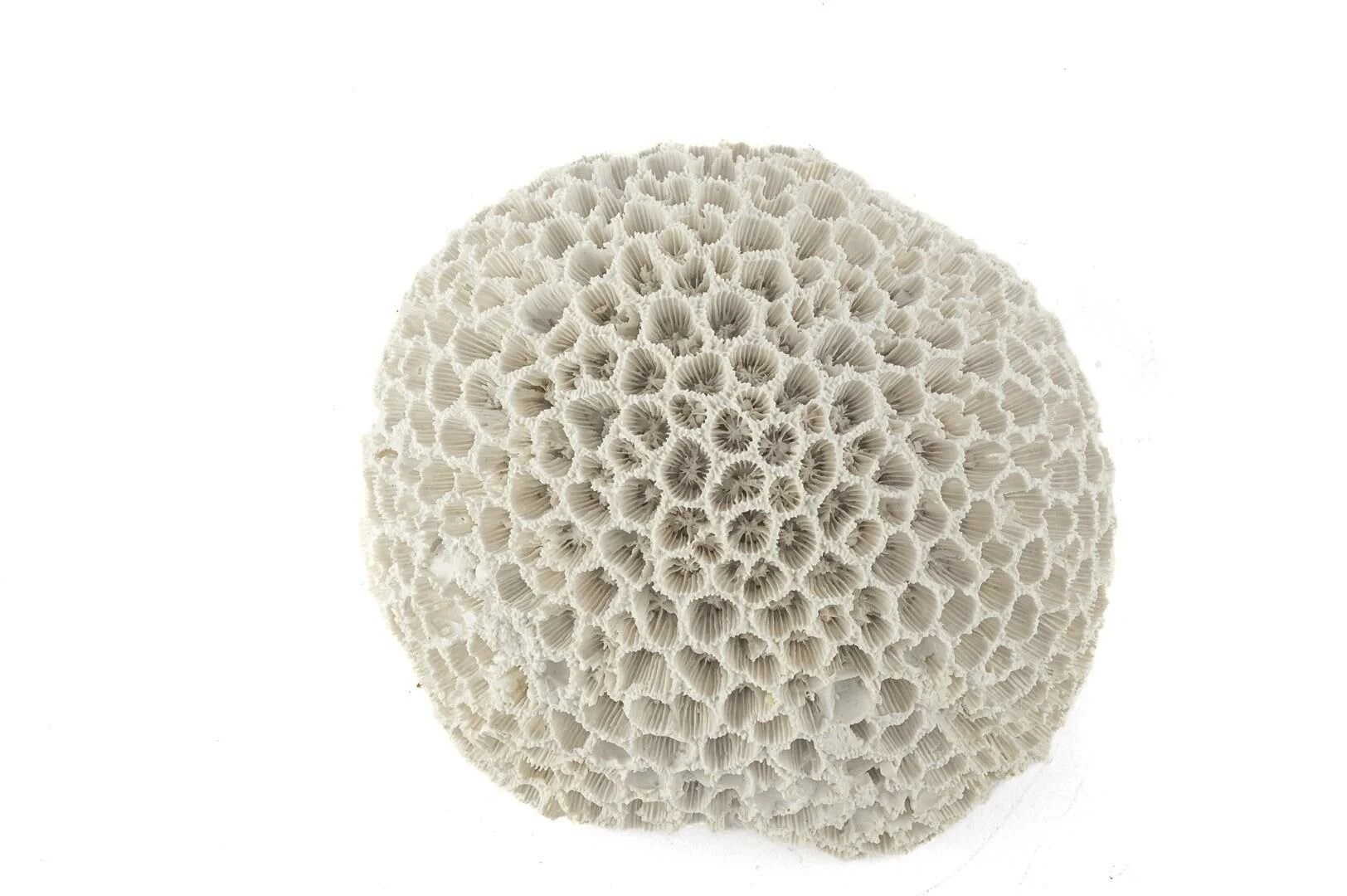 Beyaz Mercan Resin Obje 15*13*9 cm P356.370060 