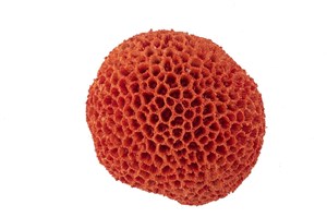 Kırmızı Mercan Resin Obje 15*14*9 cm P356.370121