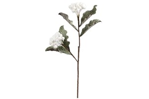 White Flower IX 244